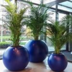 Boule de verdure : Areca en pot de résine