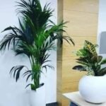Un grand kentia déploie ses palmes élégantes dans un pot blanc évasé de 60 cm