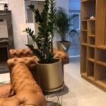 Un zamioculcas déploie ses feuilles brillantes dans un pot rond doré de 40 cm