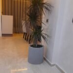 Pot cylindrique gris 40x30 cm avec Dracaena margenata
