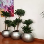 Pot boule avec Dracaena Compacta