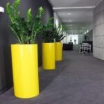 Des Zamioculcas élégants sont mis en valeur dans des pots cylindriques jaunes.