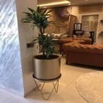 Pot de 40x40 cm avec support et plante Dracaena Limon Lime