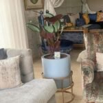 Pot et Support avec Calathea