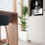Kentia palmier dans un pot carré blanc