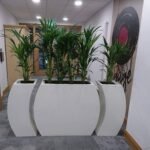 Trois Pots avec Six Petits Kentias