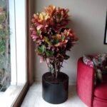 Pot avec Croton Touffu