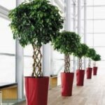 Pot avec Ficus Tressé