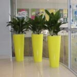 Pot avec Spathiphyllum