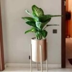 Un Dieffenbachia pousse dans un pot cylindrique doré sur pied