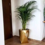 Pot avec Areca