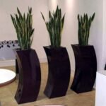 Pot moderne avec Sansevieria