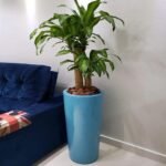 Pot avec Dracaena Massangeana