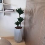 Pot géométrique avec Dracaena Compacta