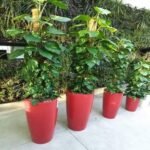 Pot avec Pothos