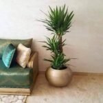 Ce pot rond doré accueille un magnifique yucca