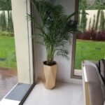 Un areca palm se dresse élégamment dans un pot géométrique doré de 60 cm